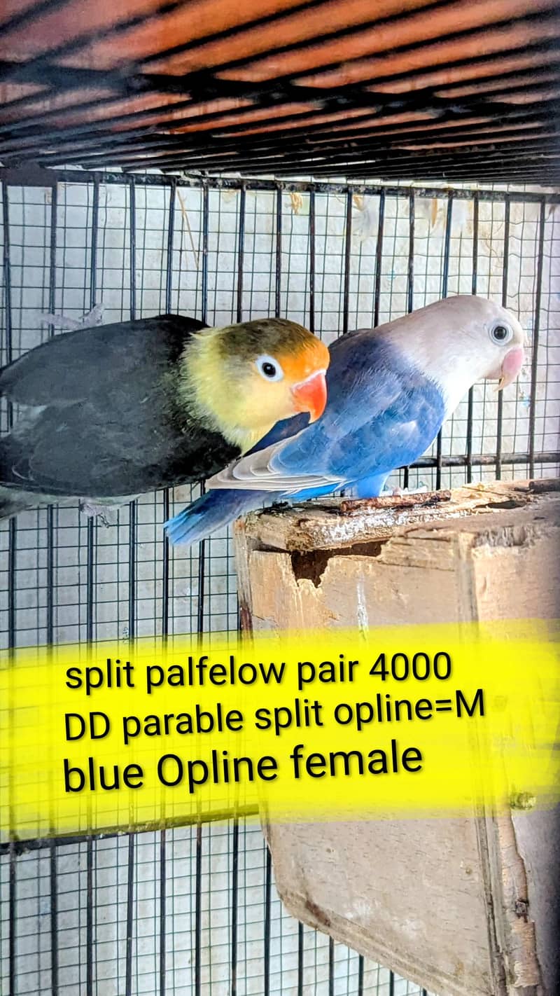lovebird dunfellow df palefellow pf java dove 1