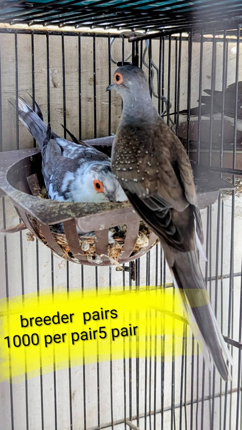 lovebird dunfellow df palefellow pf java dove 2