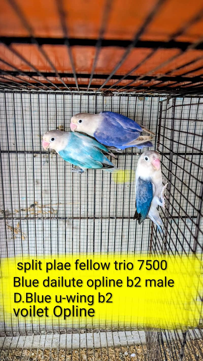 lovebird dunfellow df palefellow pf java dove 3