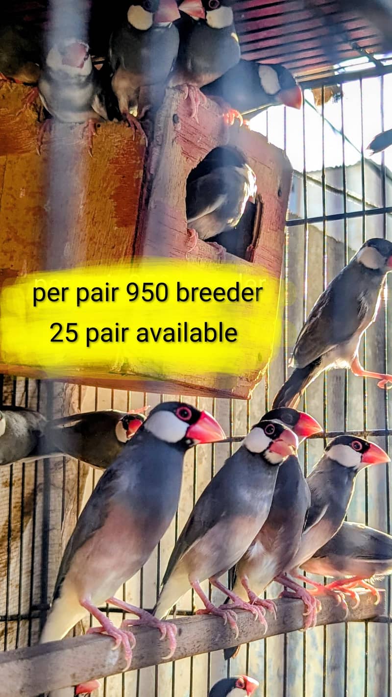 lovebird dunfellow df palefellow pf java dove 4