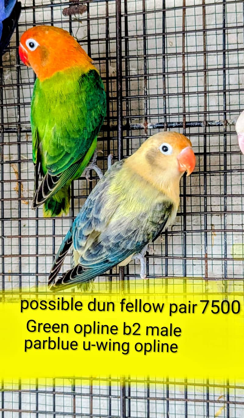 lovebird dunfellow df palefellow pf java dove 5