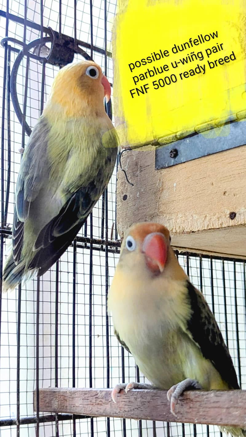 lovebird dunfellow df palefellow pf java dove 6