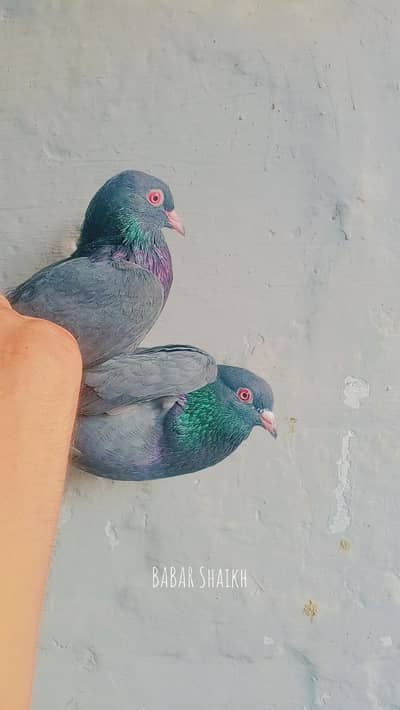 teddy and golden pair contacts 03113107066
