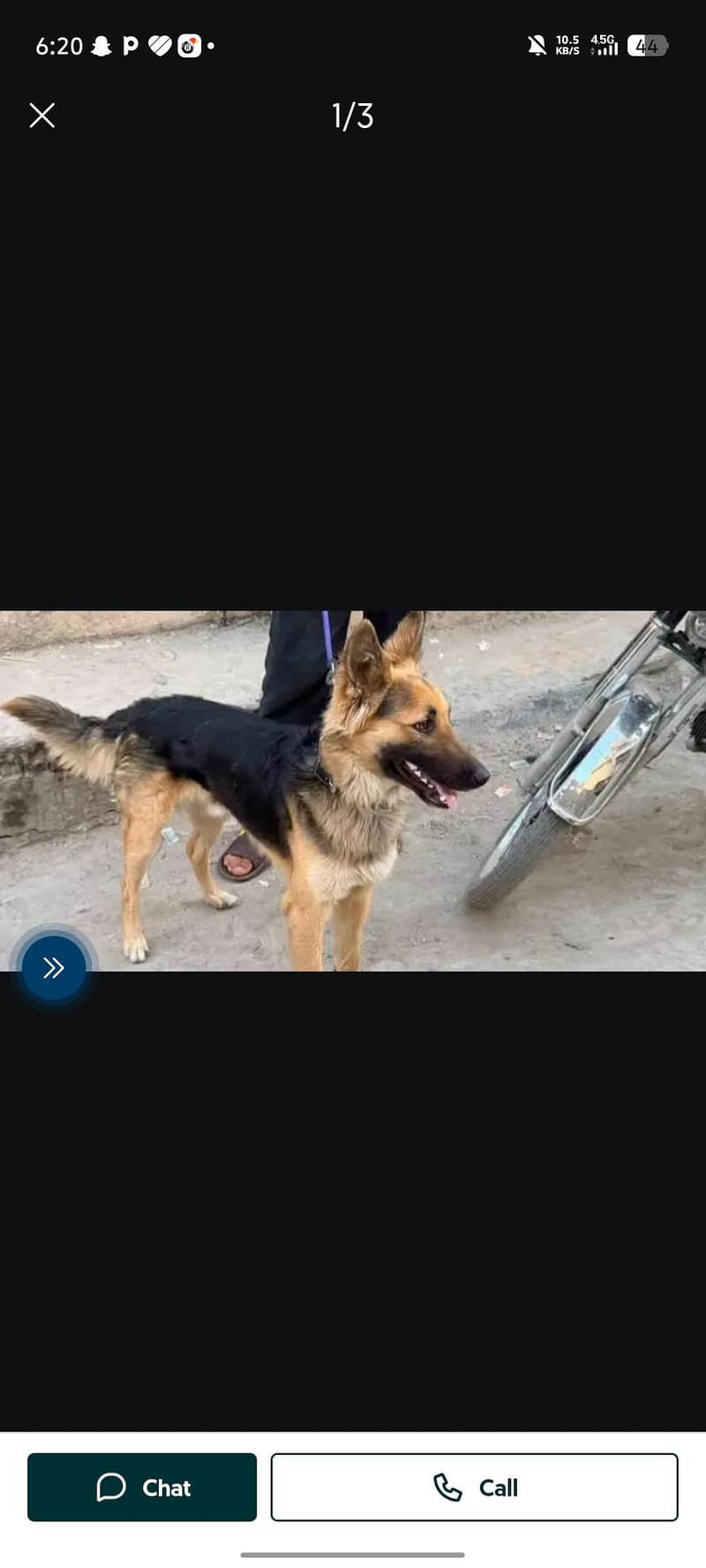 German Shepherd 0