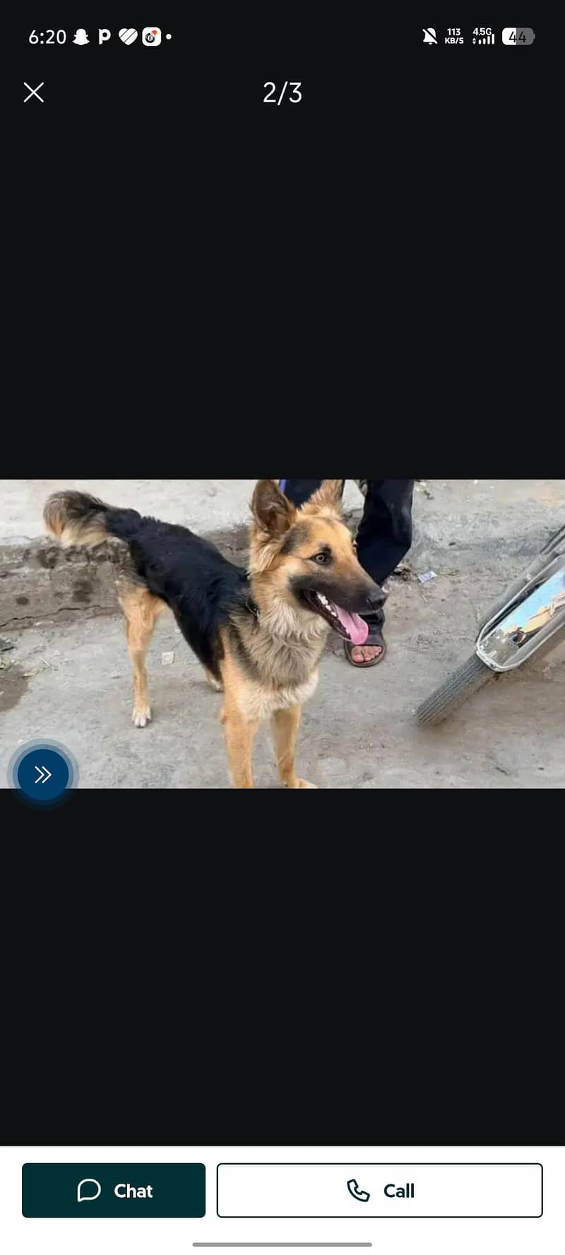 German Shepherd 1