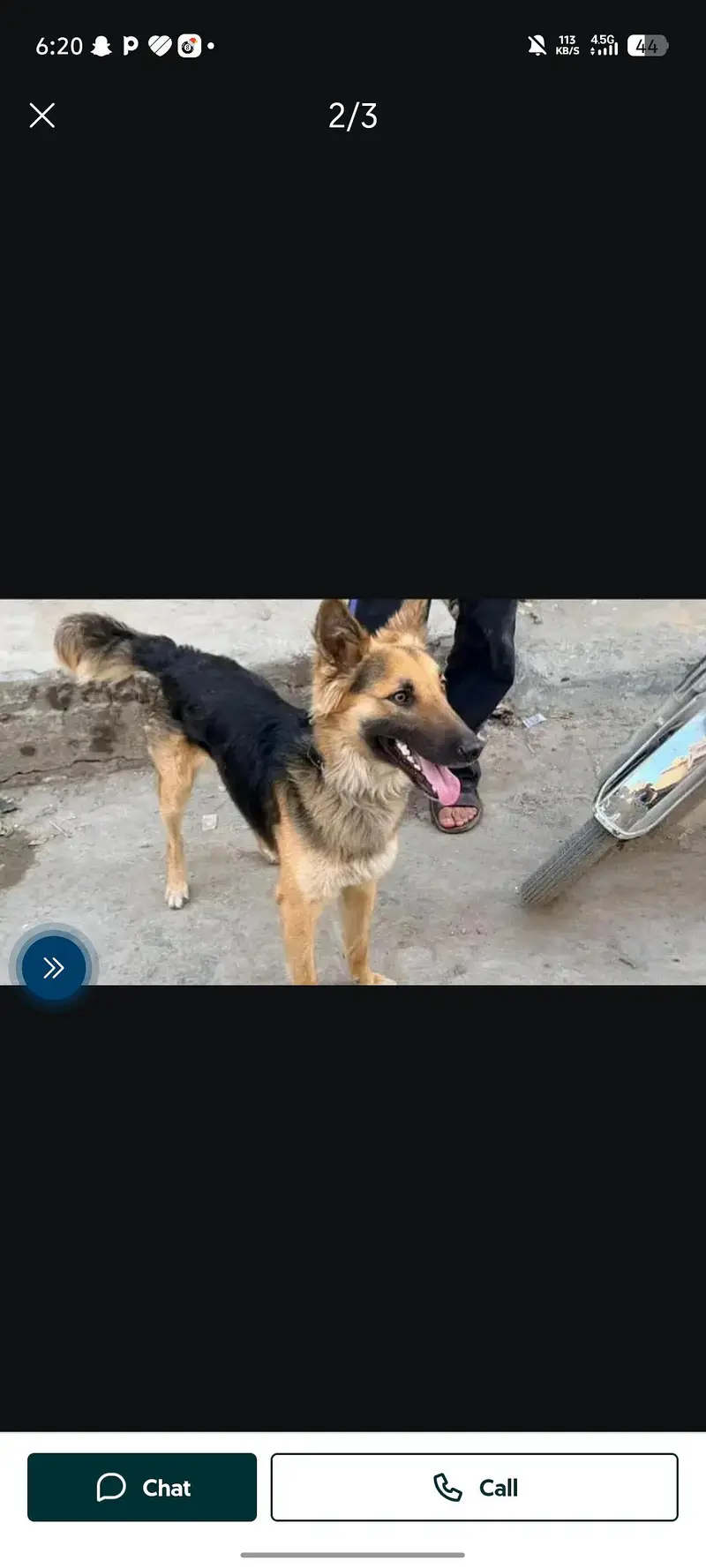 German Shepherd — photo 2