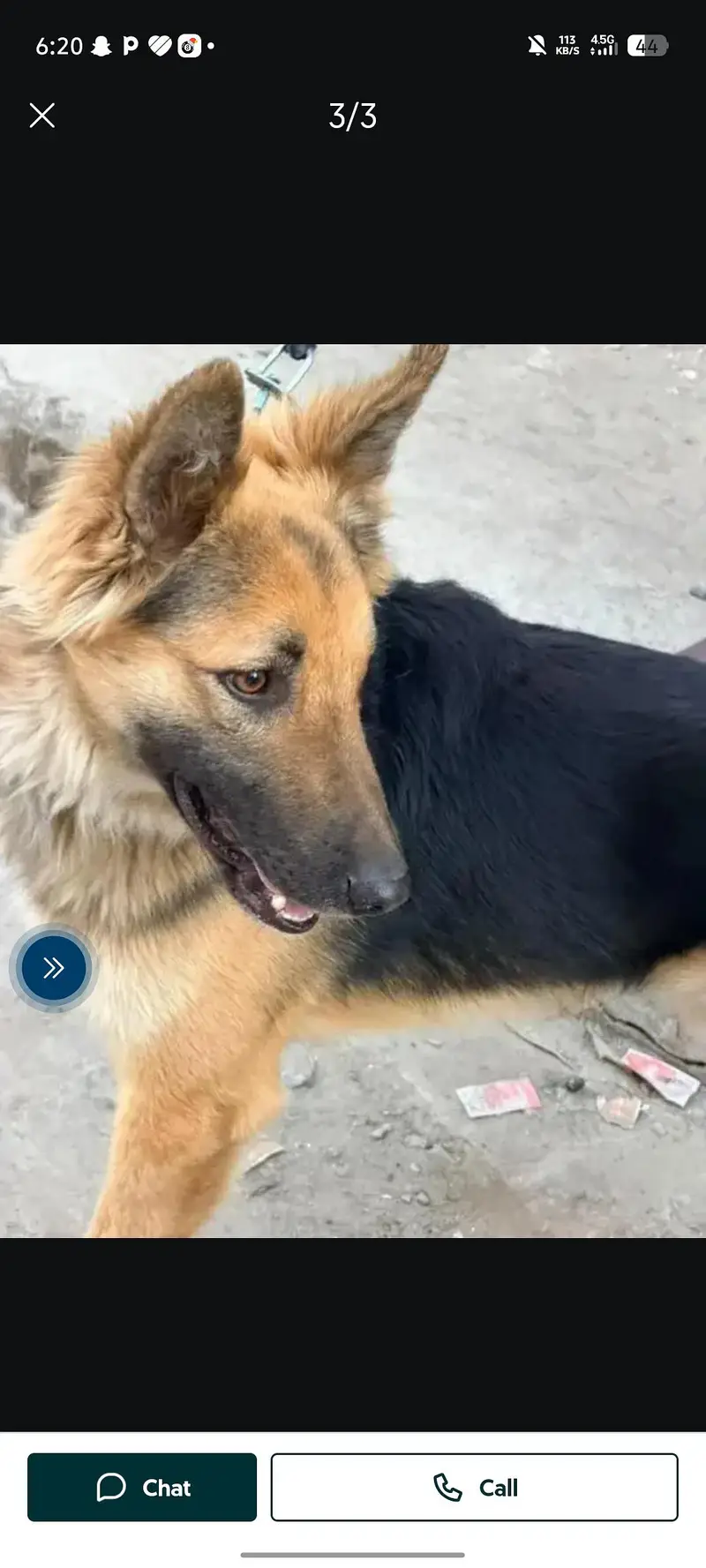 German Shepherd — photo 3