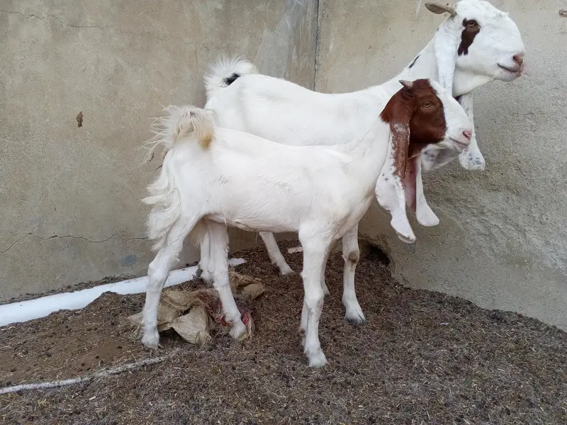 gulabi bakriyan fore se — photo 2