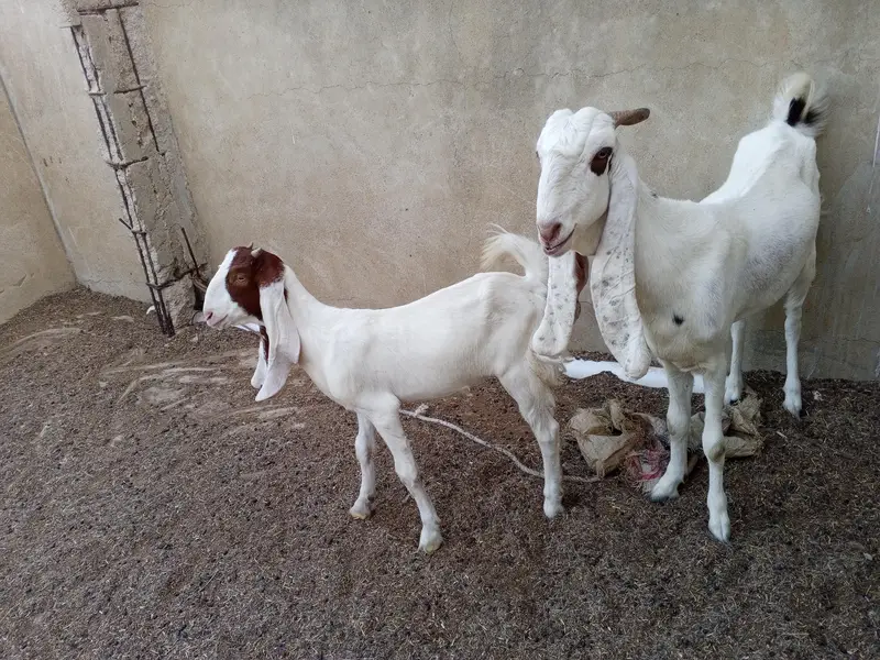gulabi bakriyan fore se — photo 3