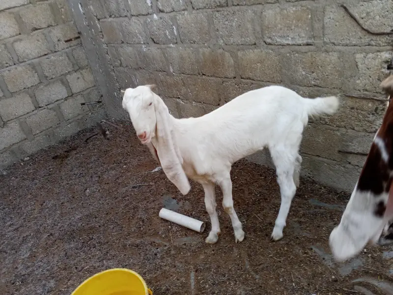 gulabi bakriyan fore se — photo 4