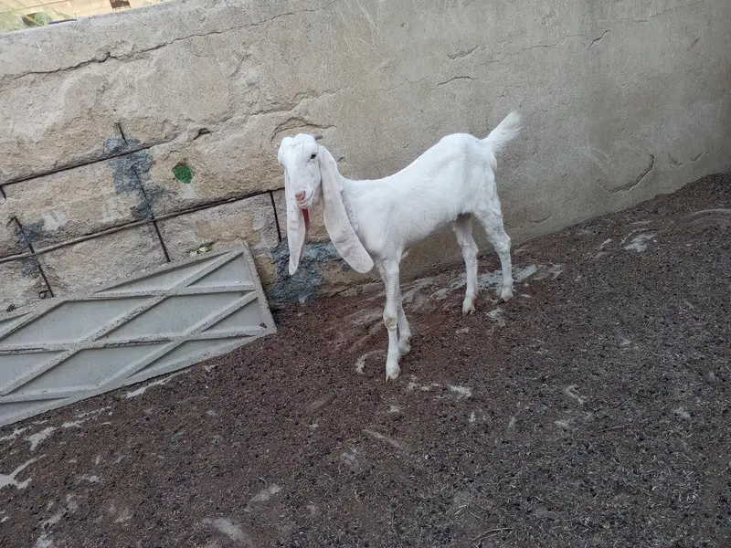 gulabi bakriyan fore se — photo 5