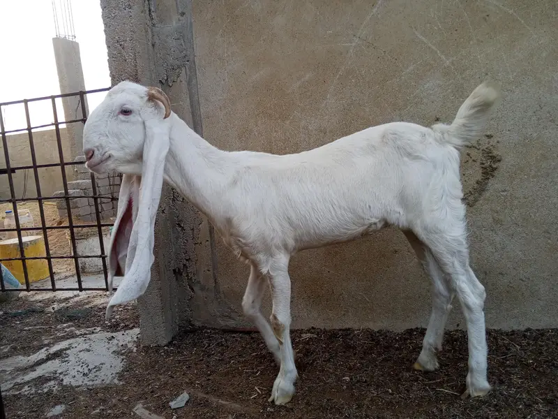 gulabi bakriyan fore se — photo 6