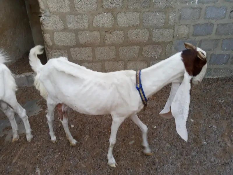 gulabi bakriyan fore se — photo 8
