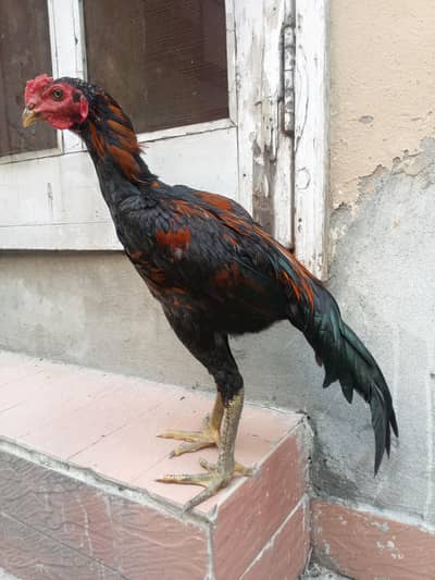 aseel murga for sale Umar Che mahine