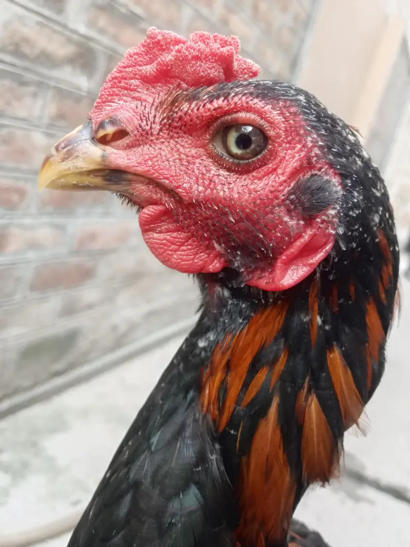 aseel murga for sale Umar Che mahine — photo 2
