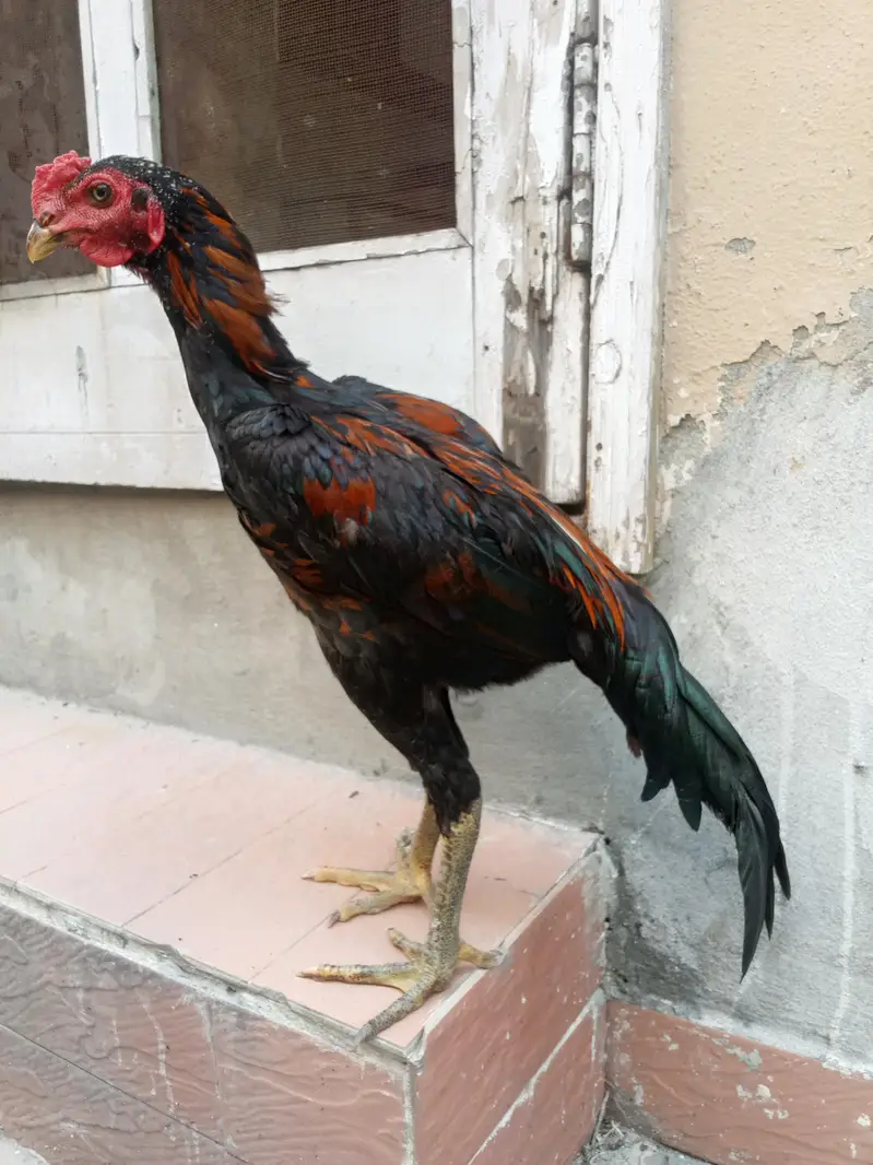 aseel murga for sale Umar Che mahine — photo 3
