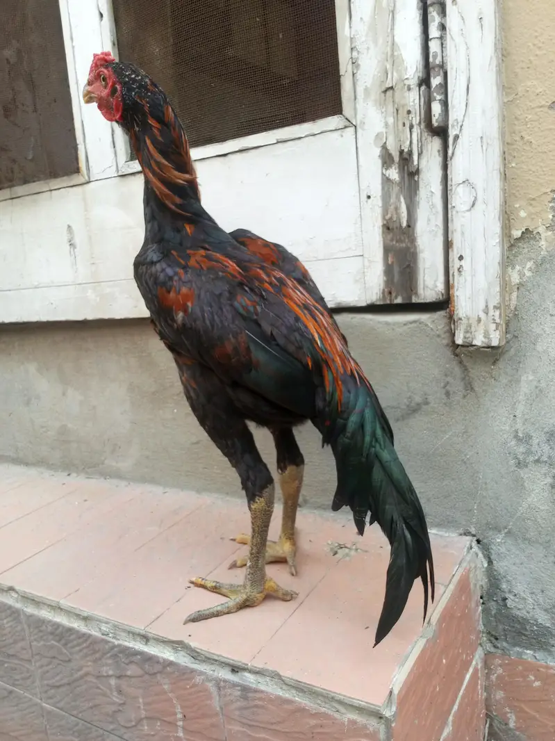 aseel murga for sale Umar Che mahine — photo 4