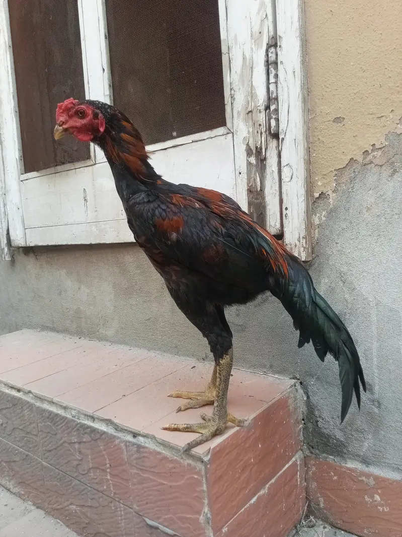 aseel murga for sale Umar Che mahine — photo 5