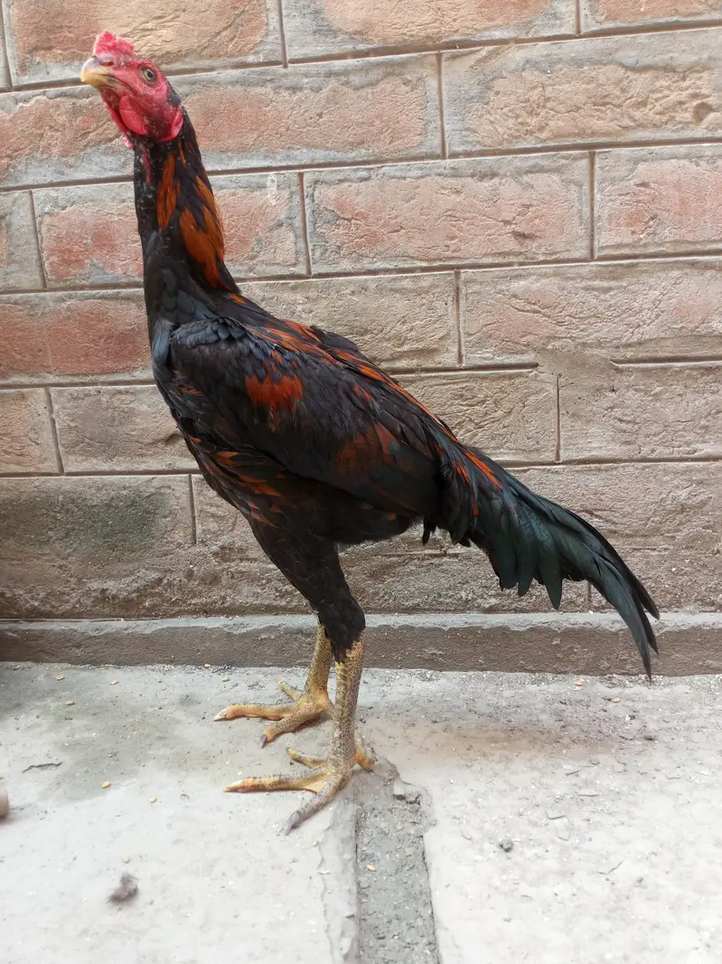 aseel murga for sale Umar Che mahine — photo 6