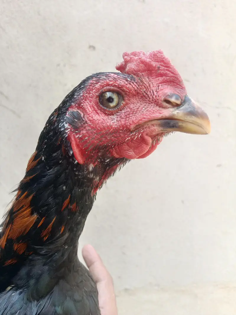 aseel murga for sale Umar Che mahine — photo 7