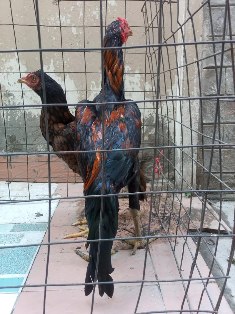 aseel murga for sale Umar Che mahine — photo 8
