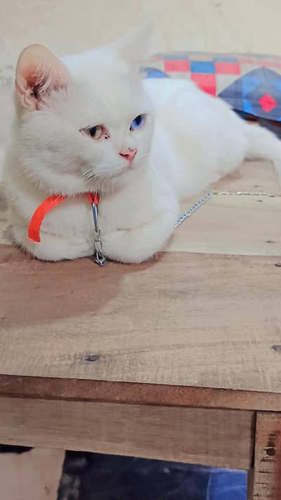 cute bila