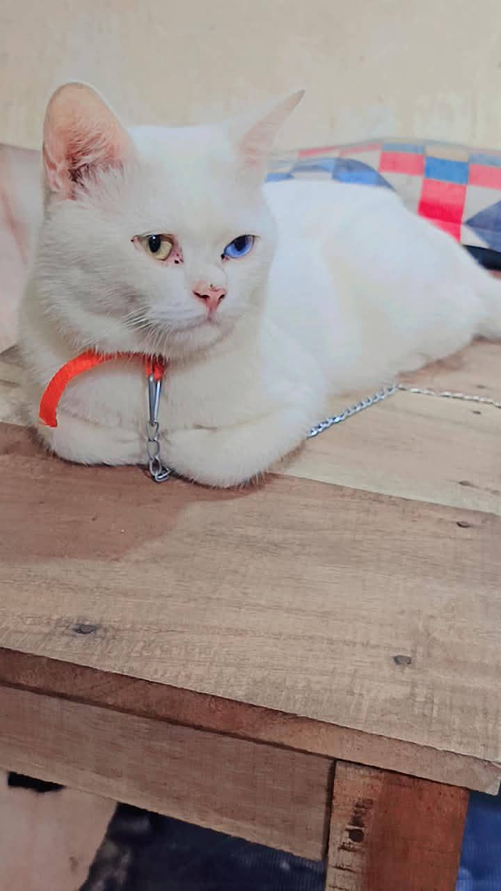 cute bila 1