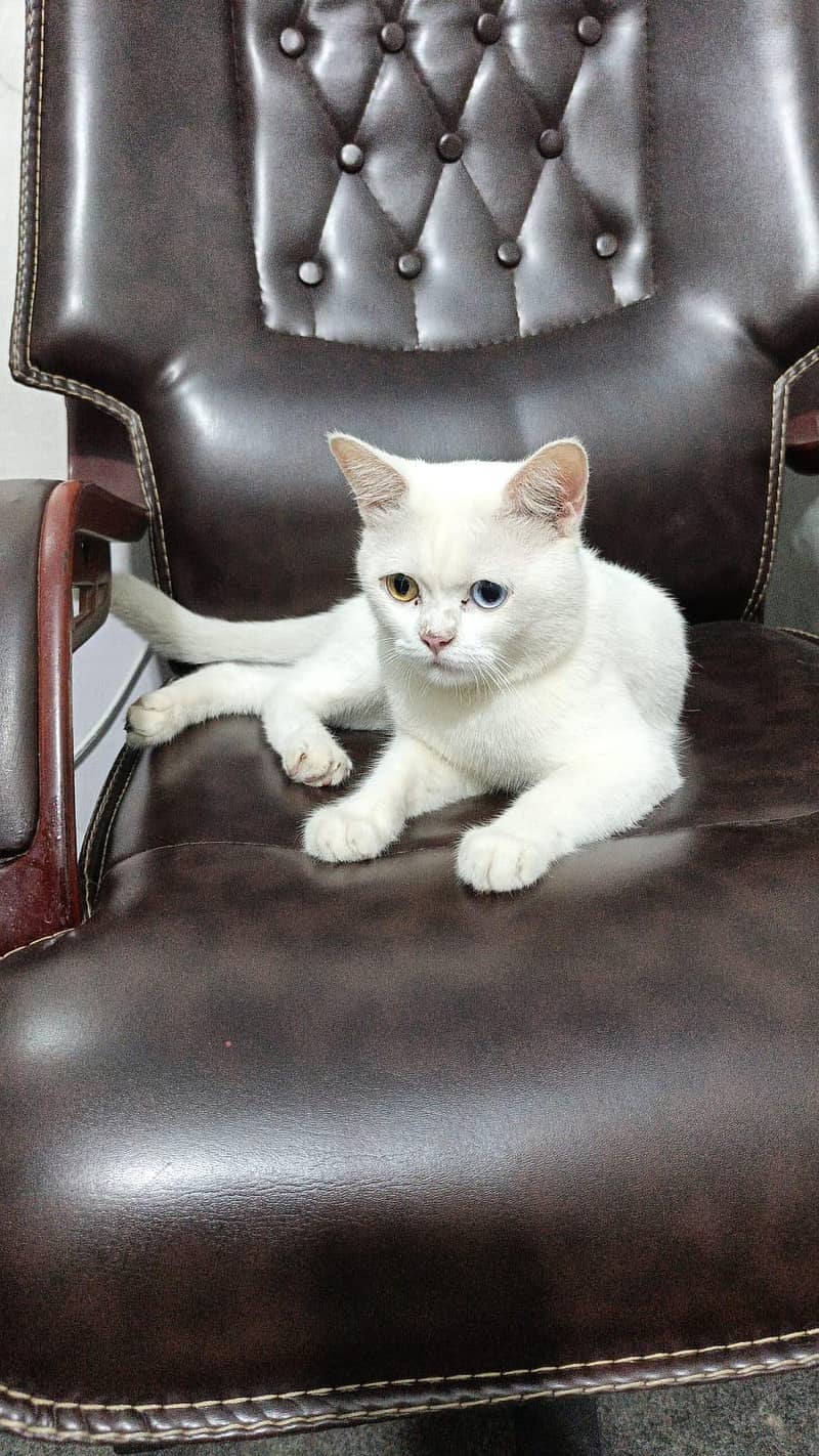 cute bila 2