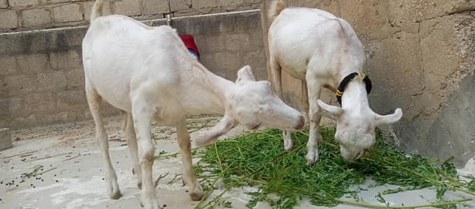 white teddy goat pair | white teddy Bakra jori