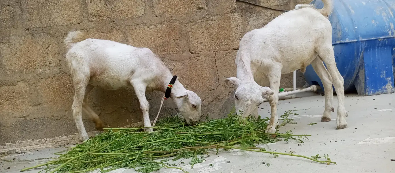white teddy goat pair | white teddy Bakra jori — photo 2