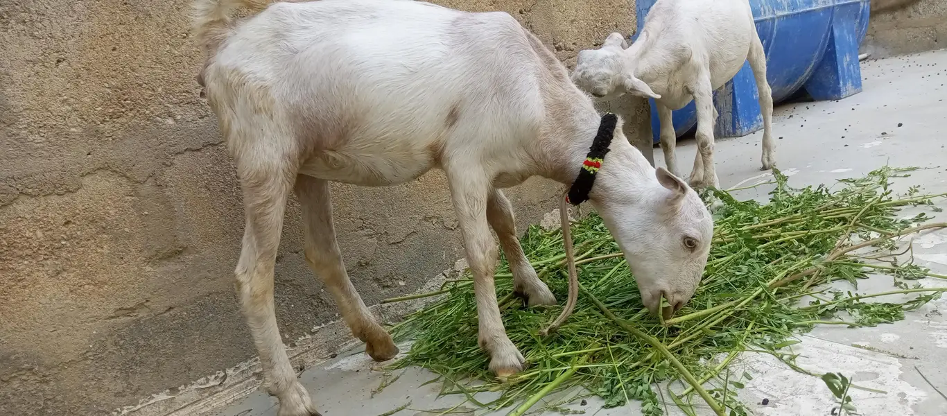 white teddy goat pair | white teddy Bakra jori — photo 3