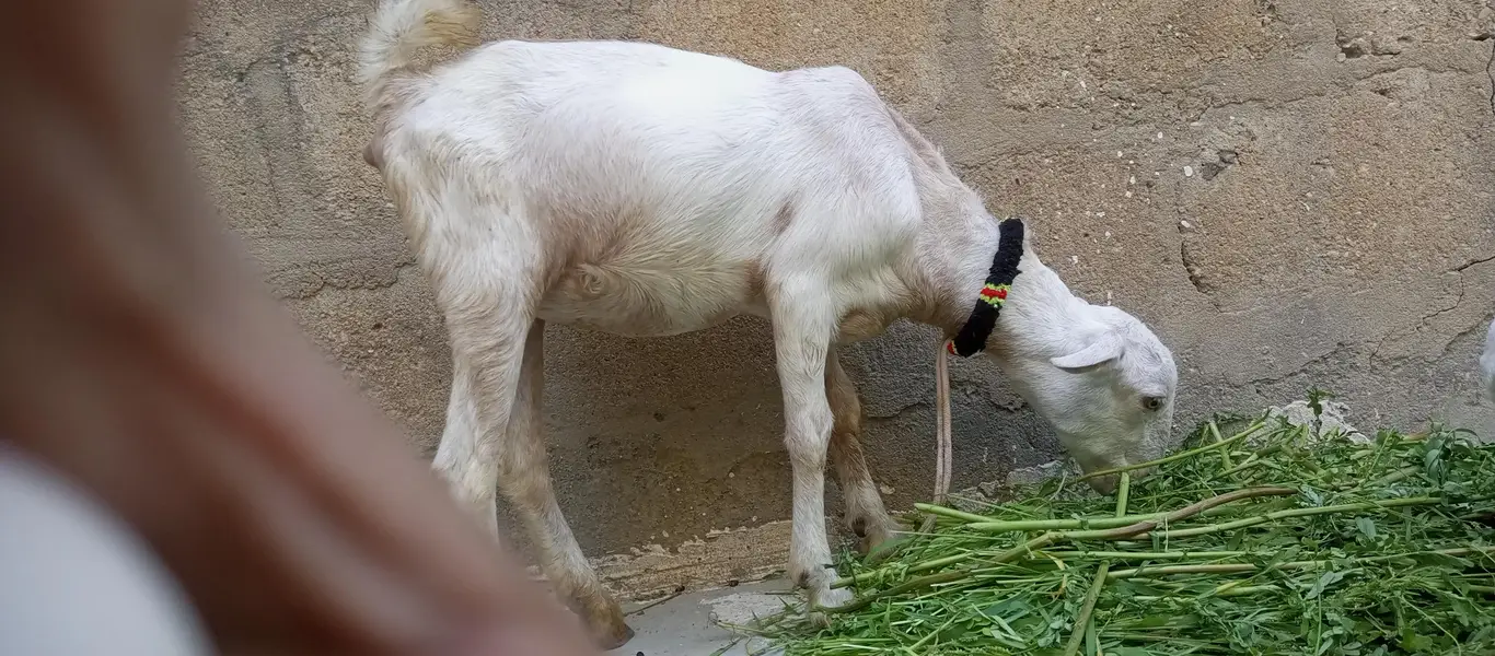 white teddy goat pair | white teddy Bakra jori — photo 4
