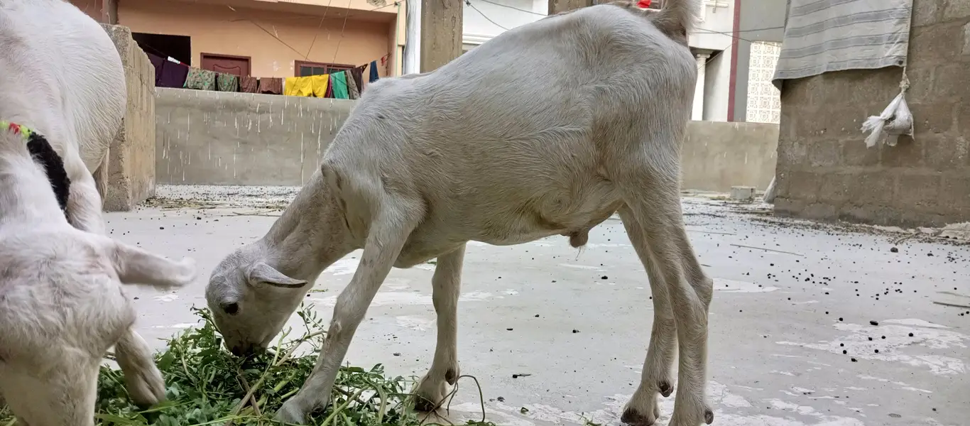 white teddy goat pair | white teddy Bakra jori — photo 5
