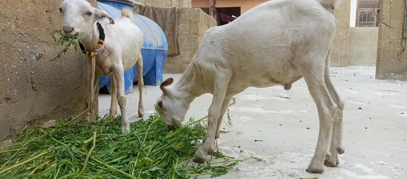 white teddy goat pair | white teddy Bakra jori — photo 6