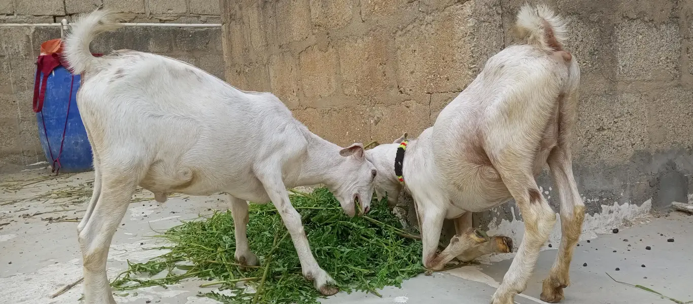 white teddy goat pair | white teddy Bakra jori — photo 7