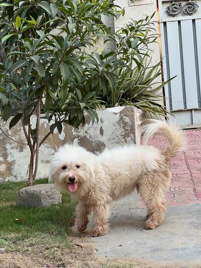  Poodle Pair for Sale — Max & Bella | Karachi