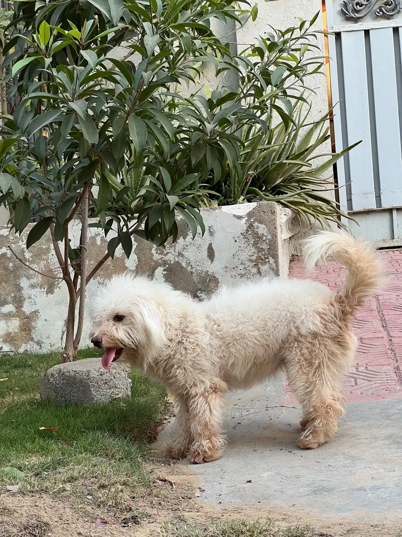 Poodle Pair for Sale — Max & Bella | Karachi — photo 2