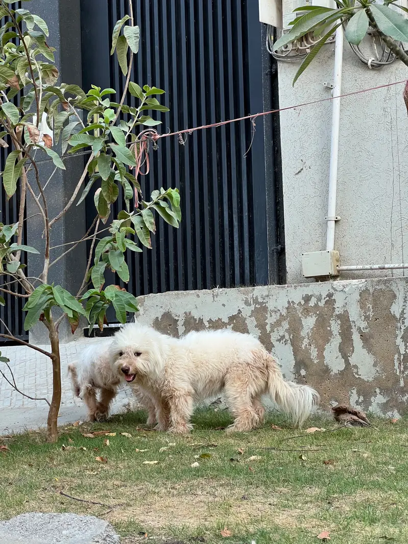 Poodle Pair for Sale — Max & Bella | Karachi — photo 3