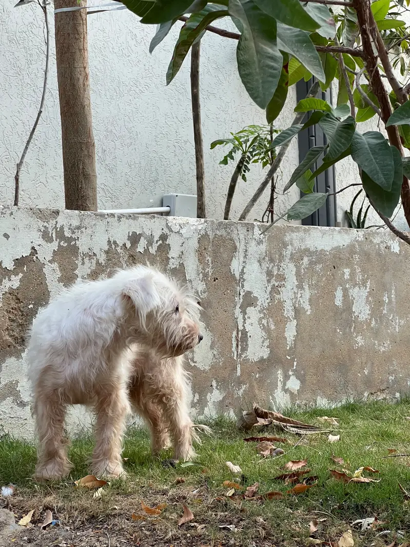 Poodle Pair for Sale — Max & Bella | Karachi — photo 4