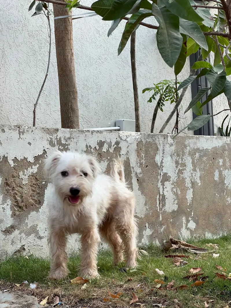 Poodle Pair for Sale — Max & Bella | Karachi — photo 5