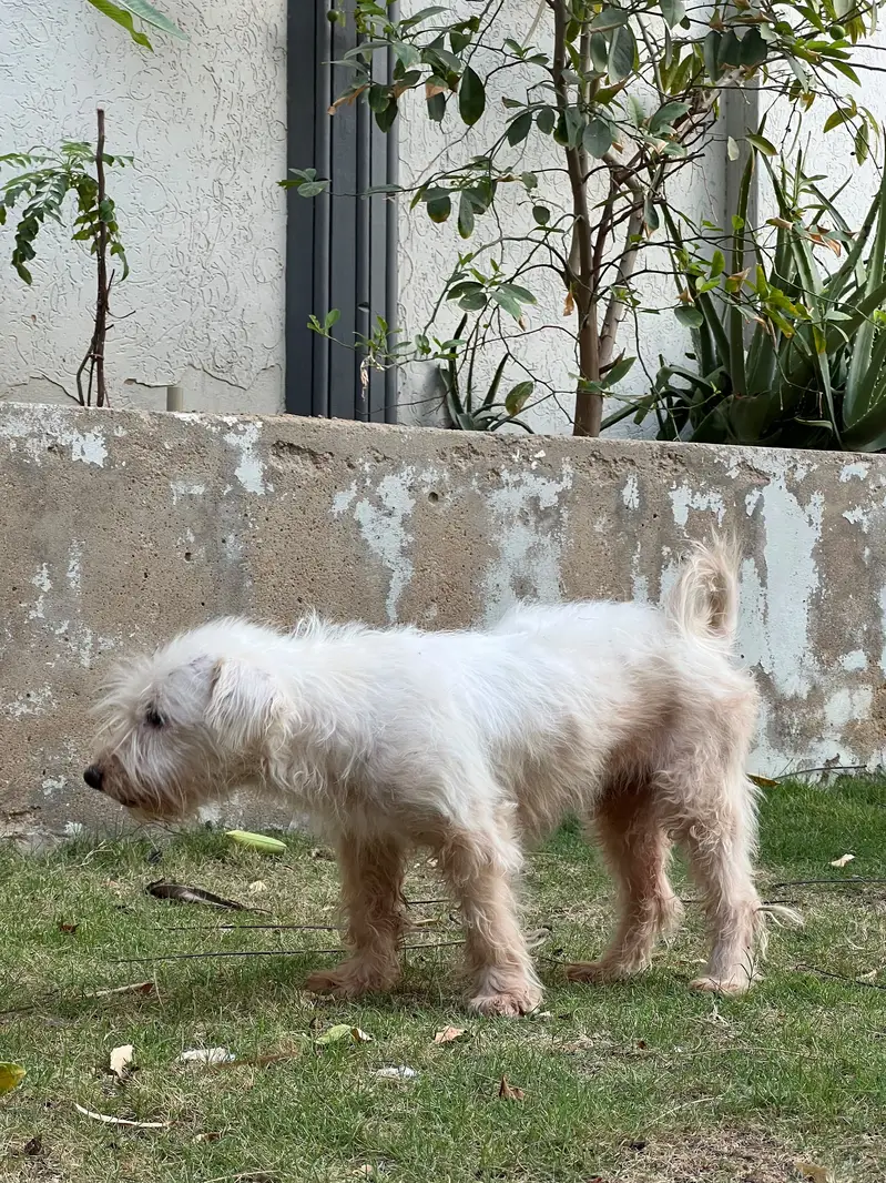 Poodle Pair for Sale — Max & Bella | Karachi — photo 6