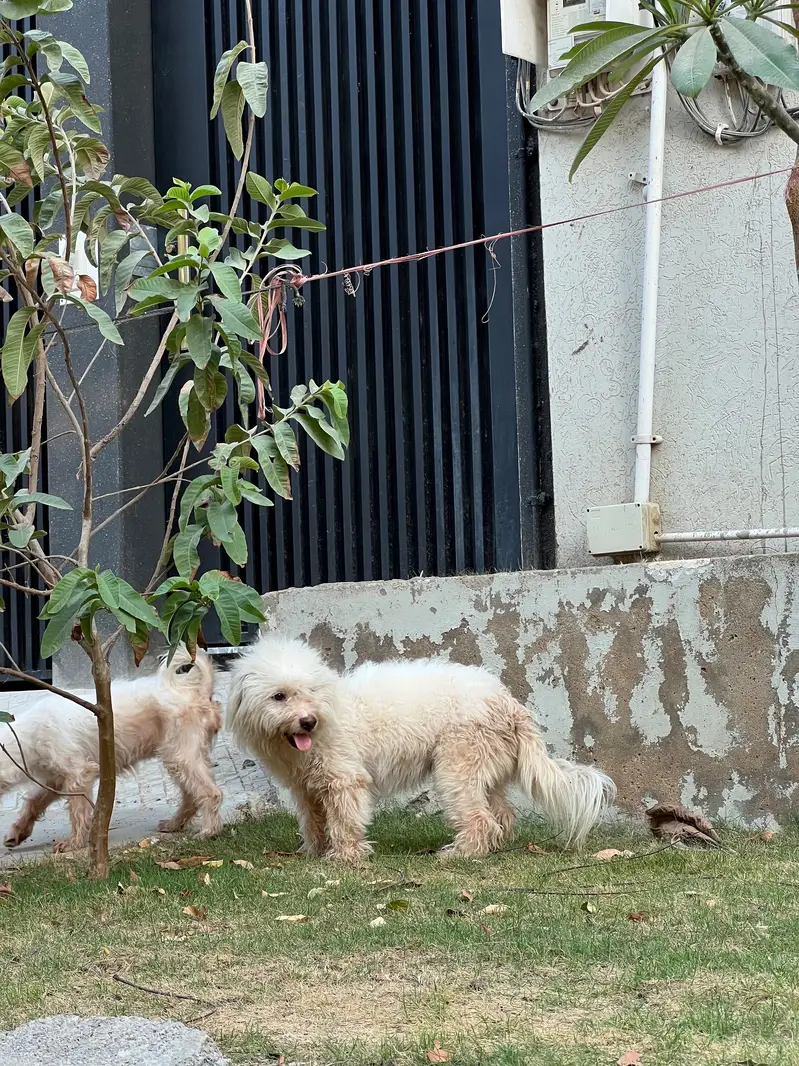 Poodle Pair for Sale — Max & Bella | Karachi — photo 7