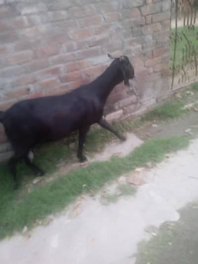 bakri 2 month cross.