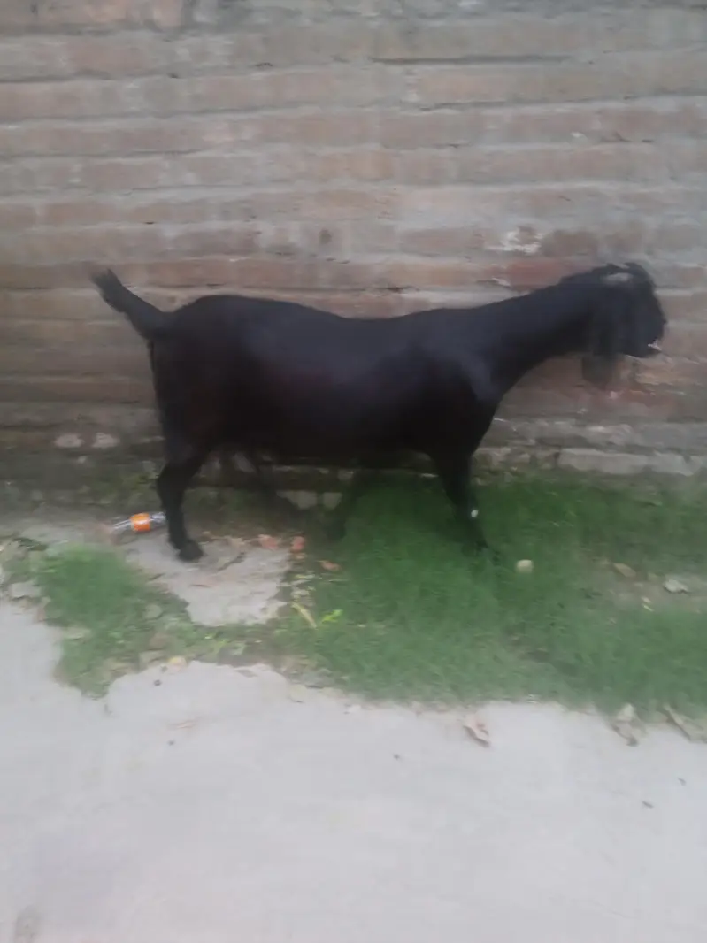 bakri 2 month cross. — photo 2