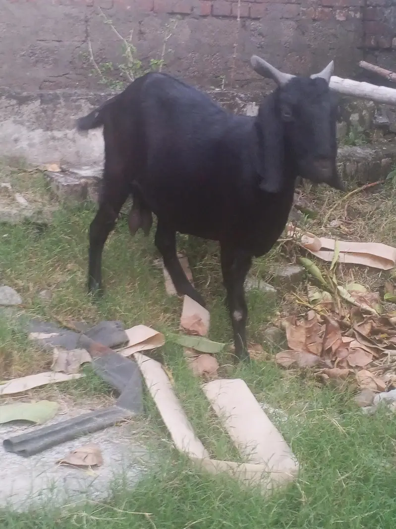 bakri 2 month cross. — photo 3