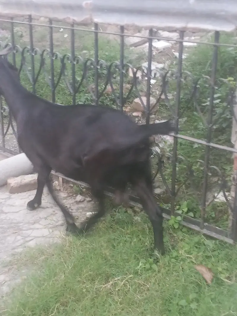 bakri 2 month cross. — photo 4
