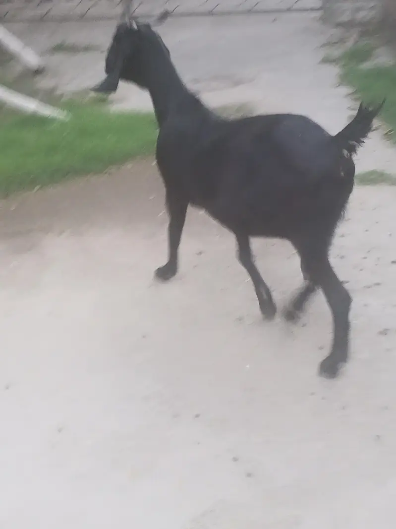 bakri 2 month cross. — photo 5