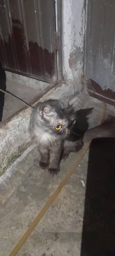 black gray cate