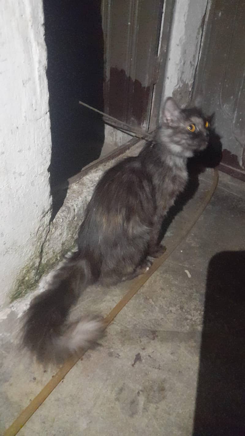 black gray cate 1