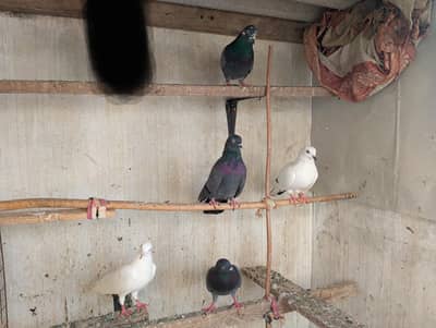 highflyer pigeon